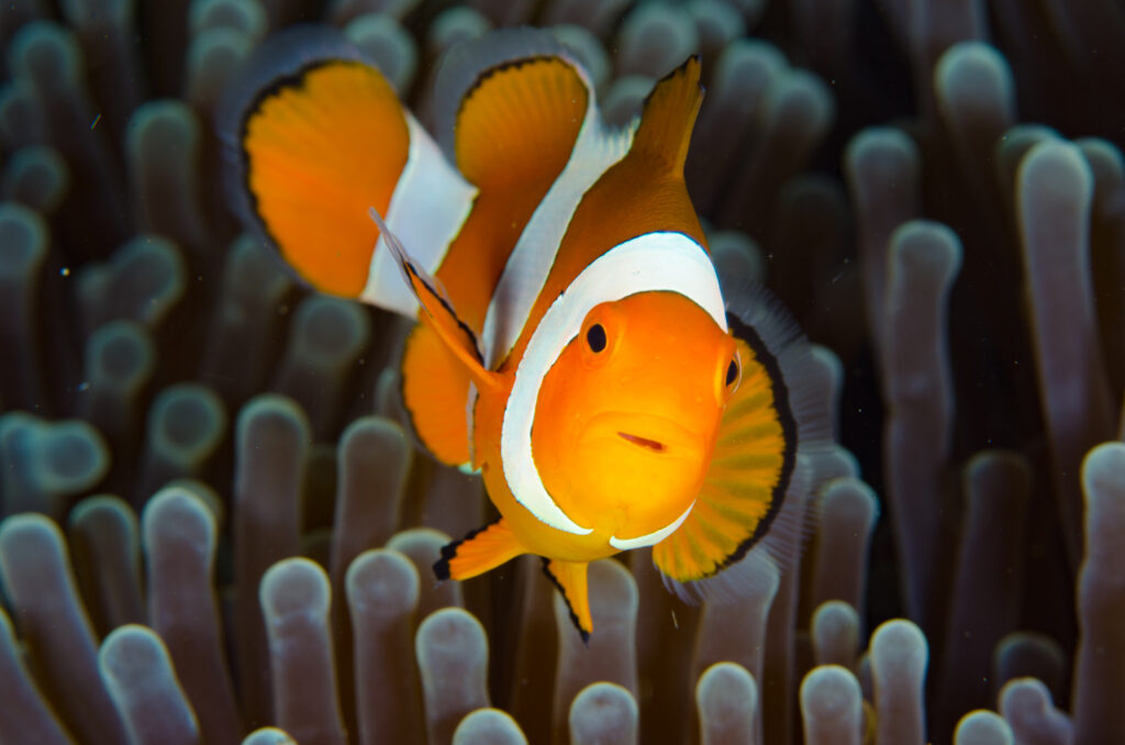 Amphipiron ocellaris, the Ocellaris Clownfish.