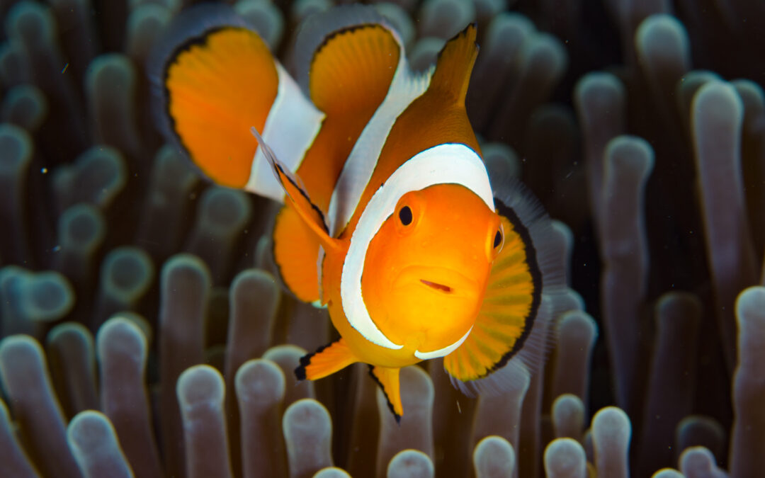 Thyroid Hormones Dictate Clownfish Early Life