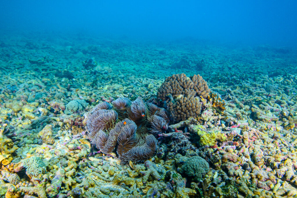 Swimming in the water column vs. the substrate is a completely different metabolic process.