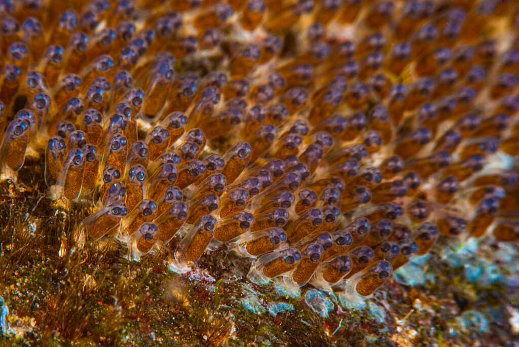 The transition from a fish larva to a juvenile fish is a phenomenal transformation.