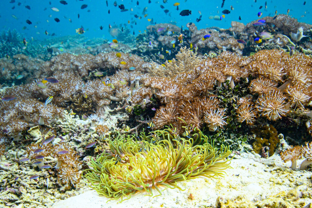 Protecting the reefs and the Banggai Cardinalfish's echinoderm host (Diadema setosum) would be a much more efficient approach. 