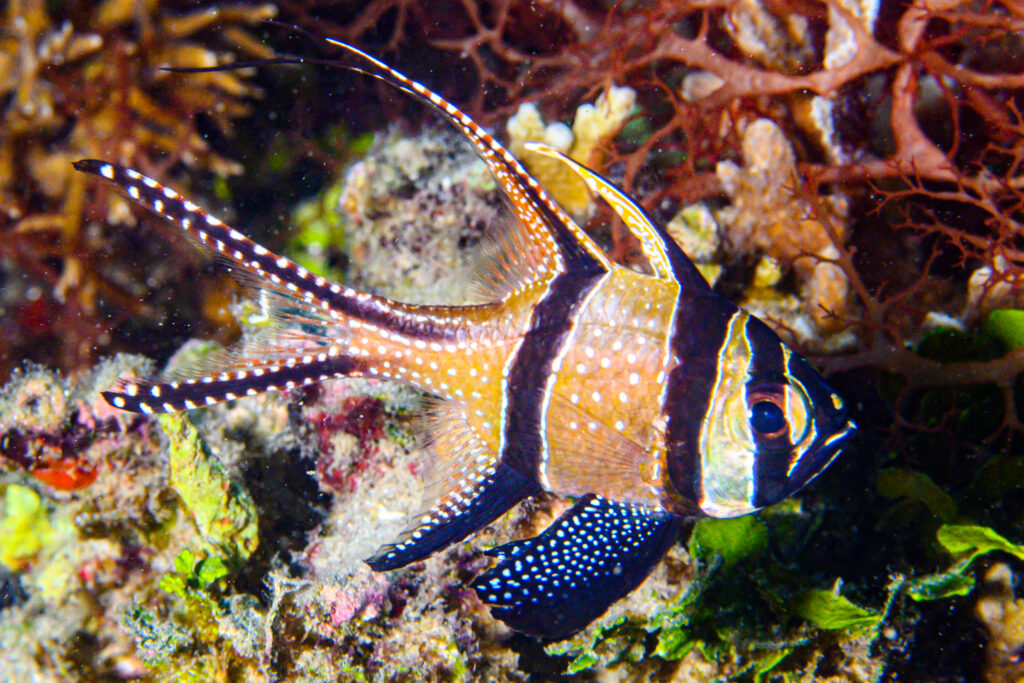 The Banggai Cardinal, Pterapogon kauderni is an iconic and rare fish, but is it still threatened?