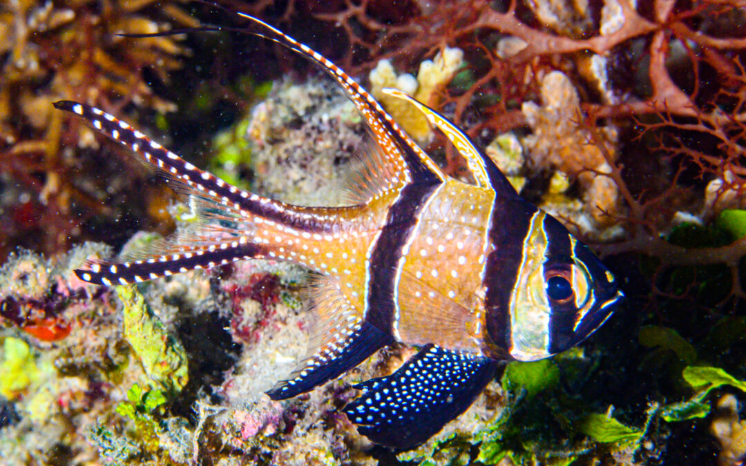 Are Banggai Cardinals Depleted in the Wild?