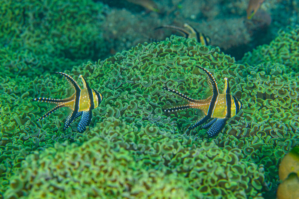 Many other Banggai Cardinalfish populations exist in other places such as the Lembeh Strait, in North Sulawesi.