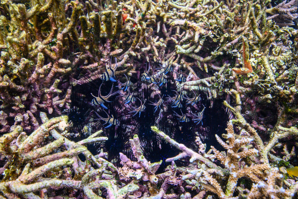 At the moment, I would argue that their host the Longspine Urchin (Diadema setosum) is probably more threatened than the Banggai Cardinalfish.