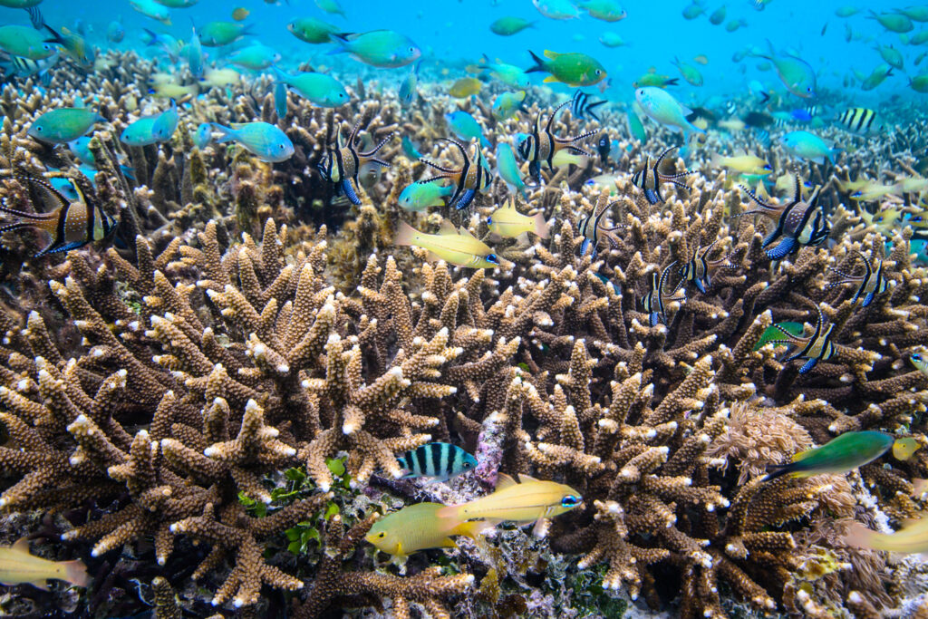 On a 2023 trip in the Banggai Archipelago, the Banggai Cardinal, Pterapogon kauderni, wasn't difficult to find.