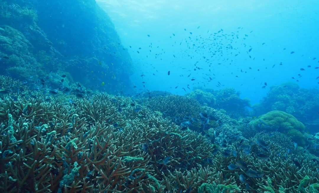 REEF VIDEO: Fresh from the Philippines