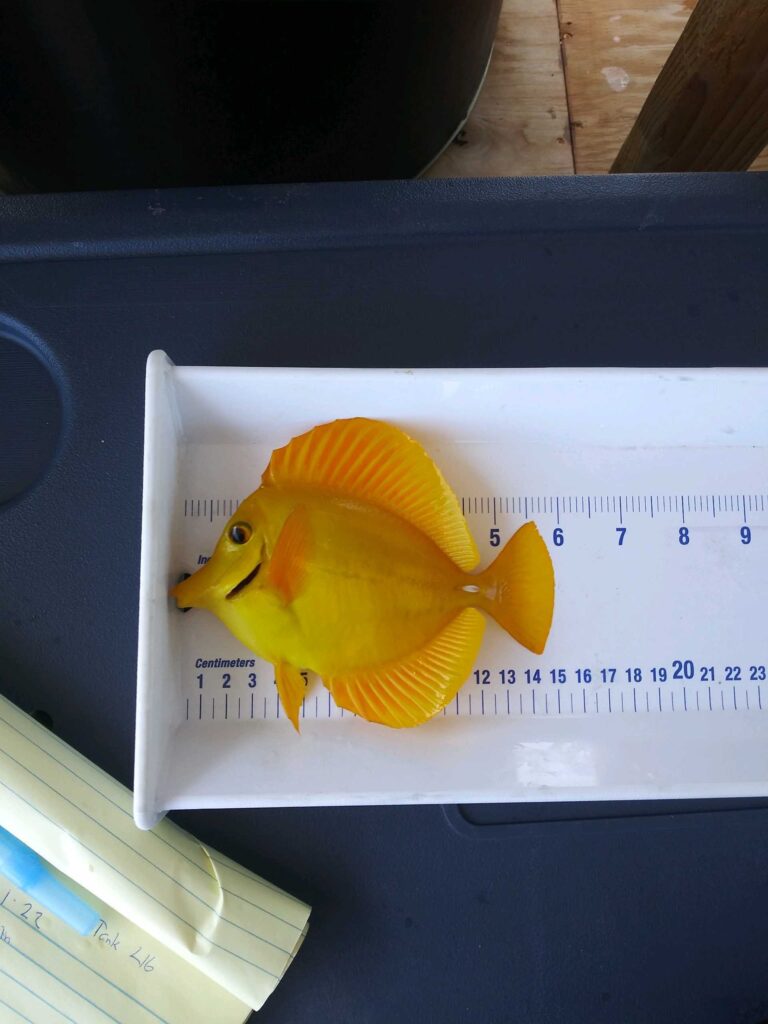 Broodstock Yellow Tang being measured. This fish was collected under SAP-2023-05.