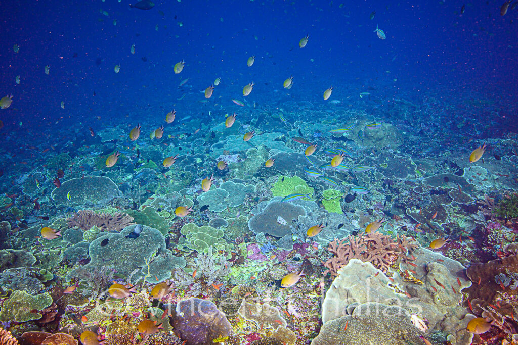 Another view of 'Dragon Soul' Gold Torch Coral Habitat. Like a patchwork of encrusting corals, at the bottom of the reef where the current becomes stronger.