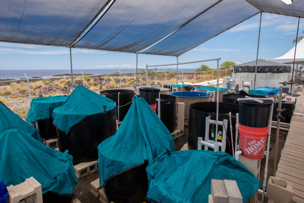 Multi-species larval rearing tanks with shade to control light intensity.