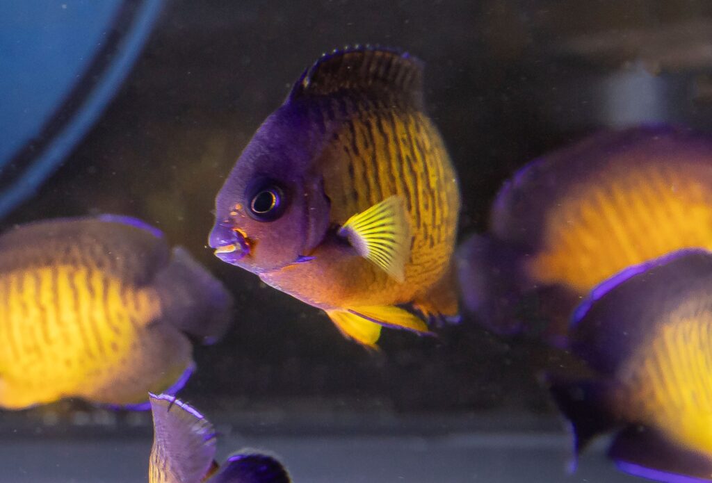 7-month-old Coral Beauties, ready for market.