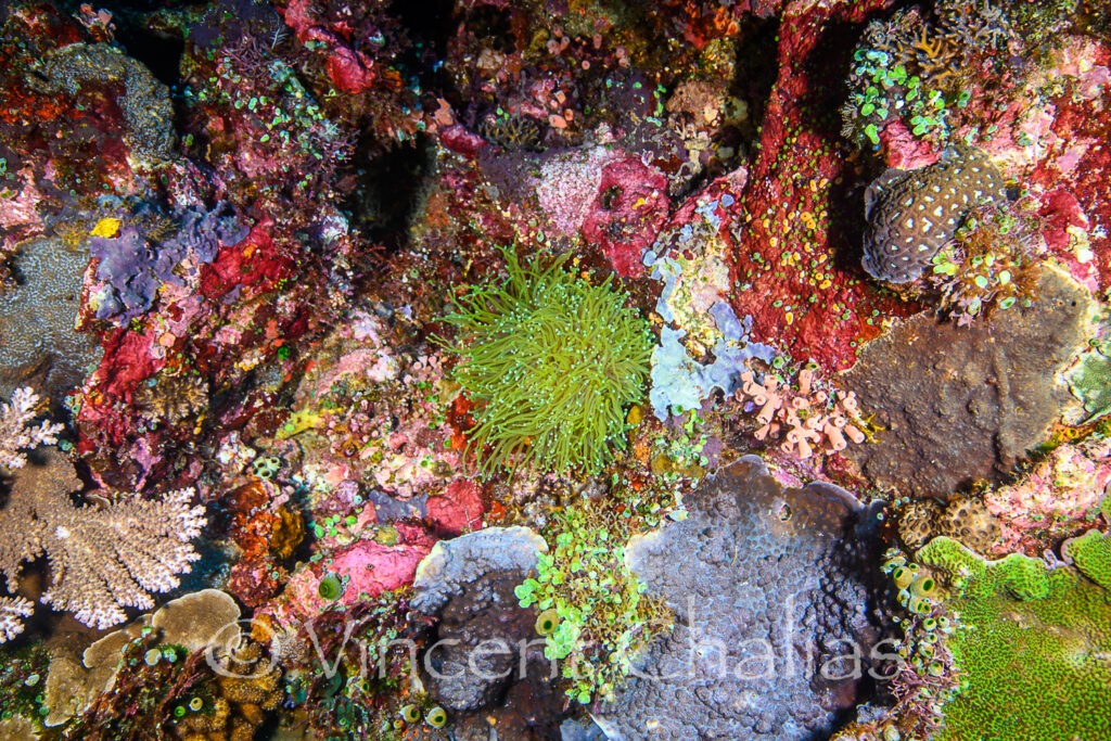 Another small 'Dragon Soul' Golden Torch Coral colony of only a few polyps isolated between other corals.