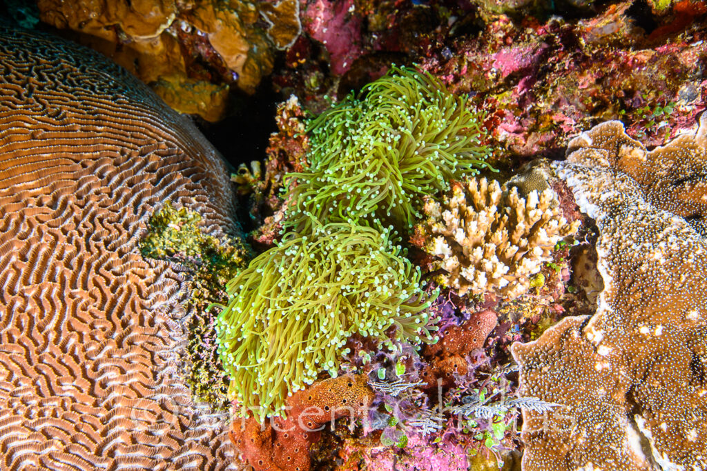 Two small colonies of 'Dragon Soul' Gold Torches wedged in between other corals.