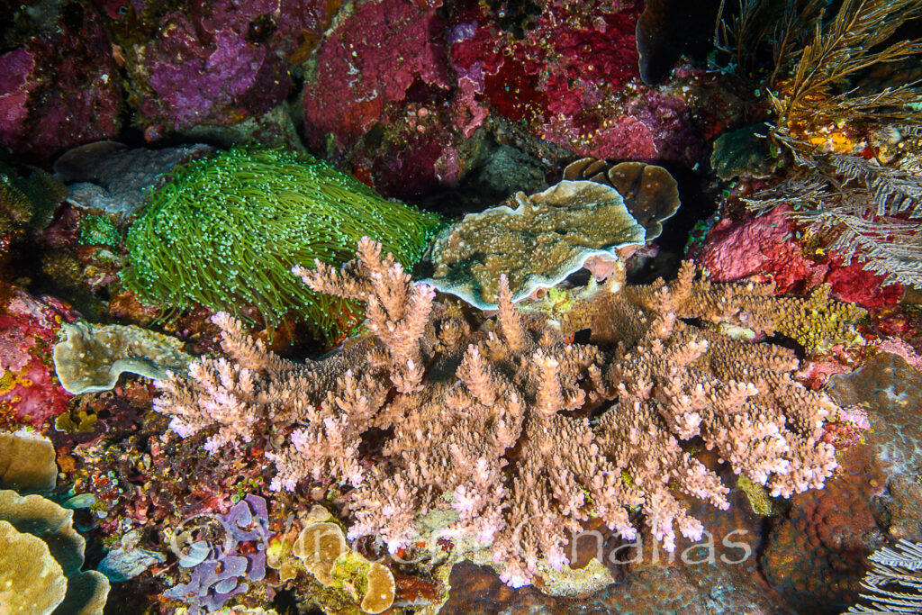 This Gold Torch Coral is growing next to a tabling Acropora sukarnoi. Both species like high-flow water!