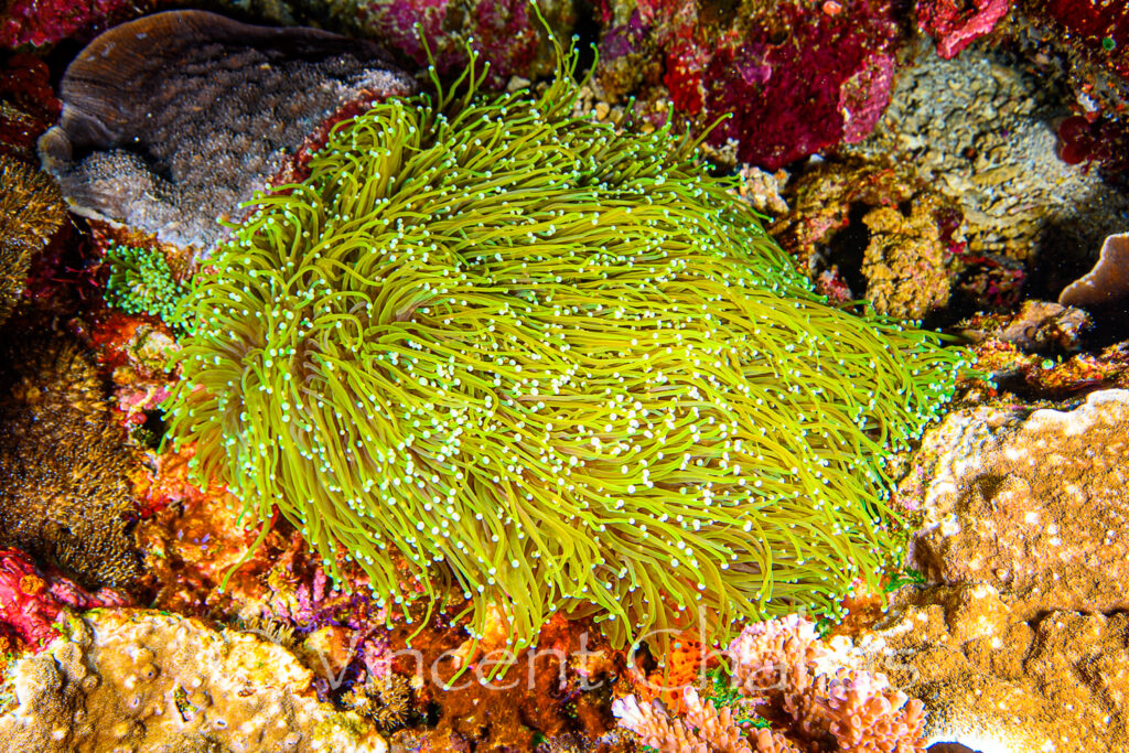 One of the biggest colonies we found; we also found many lonely baby polyps.