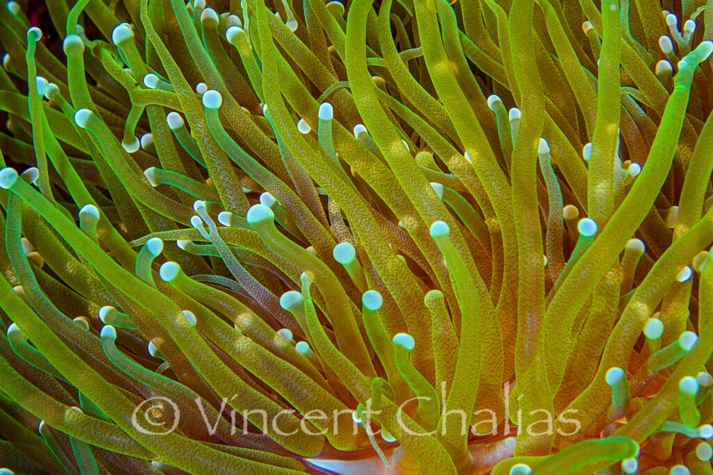 Dragon Soul Gold Torch Euphyllia glabrescens corals are a mix of yellow-gold, orange, and green.