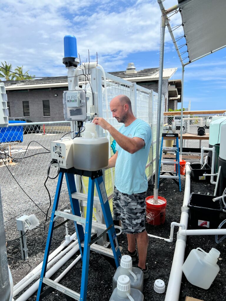 Chris inoculating outdoor algae bags with pure lab cultures.