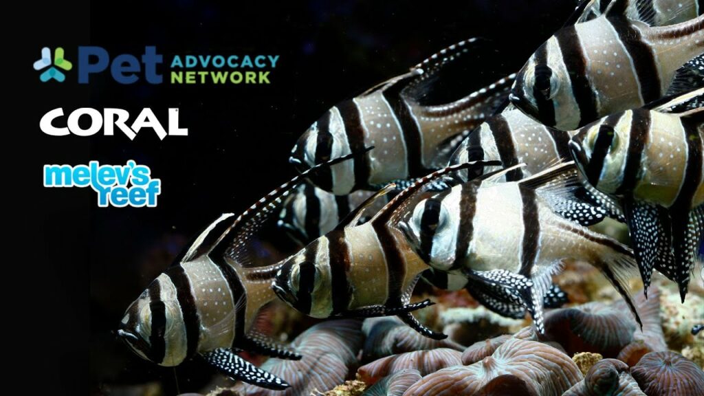 A new interview with Pet Advocacy Network Excutive Vice President Bob Likins discusses the NOAA Proposal to end the U.S. trade in Banggai Cardinalfish.