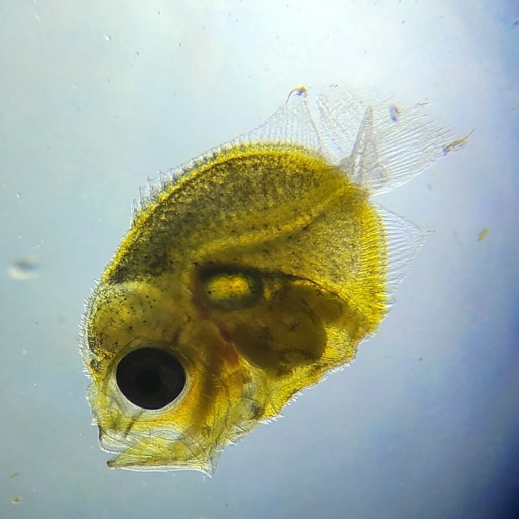 Larval Bicolor Angelfish, Centropyge bicolor, 15 days post-hatch.