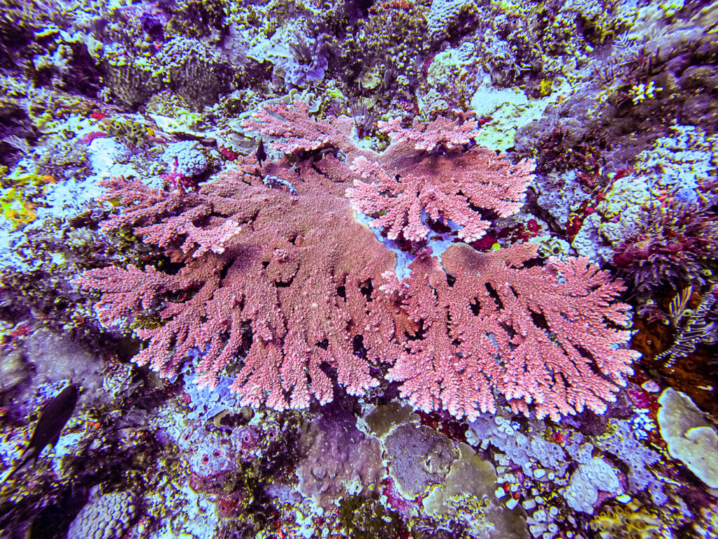 A GoPro shot, this image shows the beautiful growing shape and the nice reddish hue that some colonies can have. This photo also shows the very characteristic 'Elkorn' colony shape.