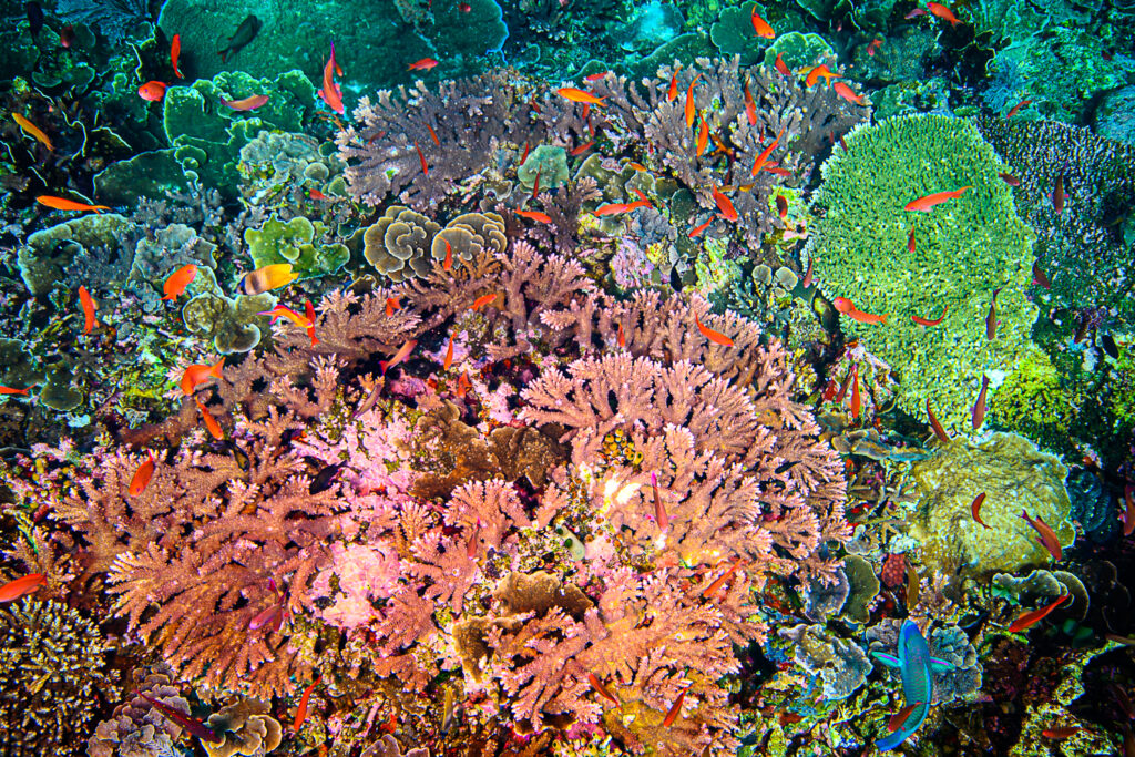 A festival of table acropora on this classic Indonesian reef, subjected to high flow!