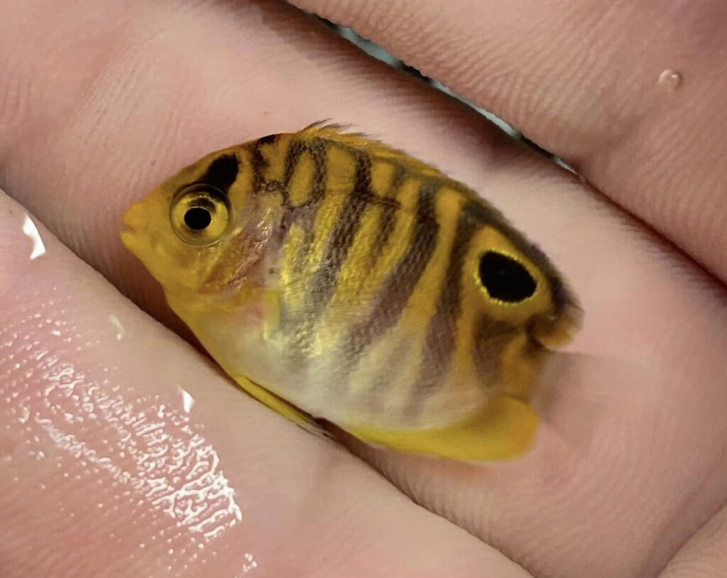 Poma Lab’s suspected new hybrid of a Tiger Angelfish (Apolemichthys kingi) and the Regal Angelfish (Pygoplites diacanthus).