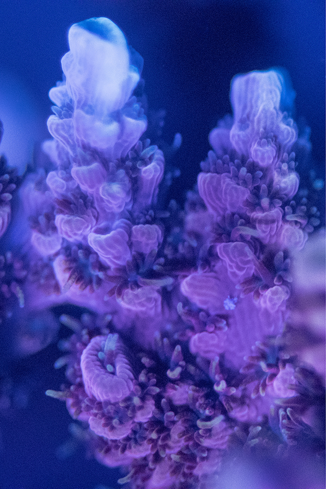 Acropora - CORAL Magazine