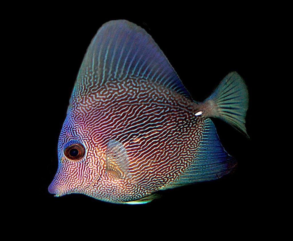 This Zebrasoma hybrid could represent one of a few possible hybrid origins. It seems clearly that the Purple Tang (Zebrasoma xanthurum) is in the mix, but is the other parent a Scopas Tang (Z. scopas) or a Gem Tang (Z. gemmatum)? Image courtesy Surge Marine Life.