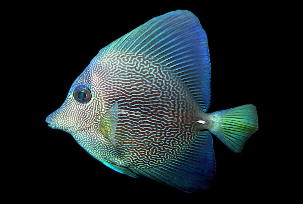 With a bit more yellow in the tail of this individual, could it be an example of hybrid variation within a single cross, or could Surge Marine Life potentially even have both crosses present in the fish that they have reared? Could we even be looking at the hybrid of a Scopas X Gem Tang?  Image courtesy Surge Marine Life.