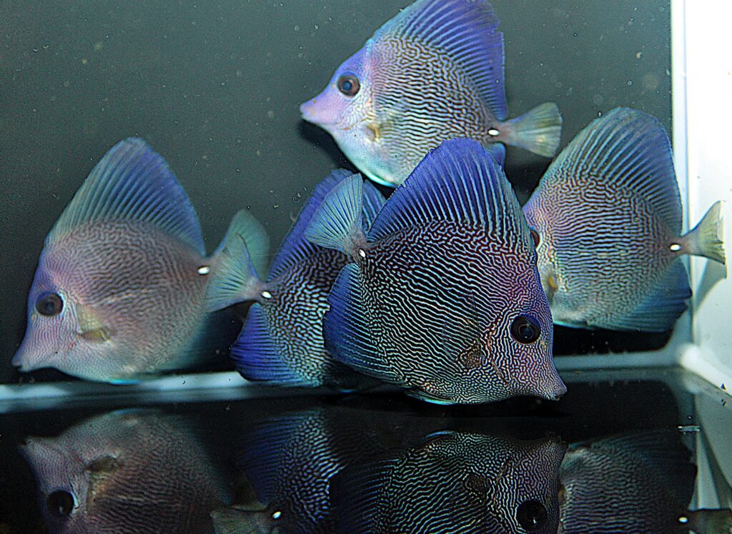  Hybrid Zebrasoma tangs at approximately 2-3" (5-7.5 cm) in size; Image courtesy Surge Marine Life.