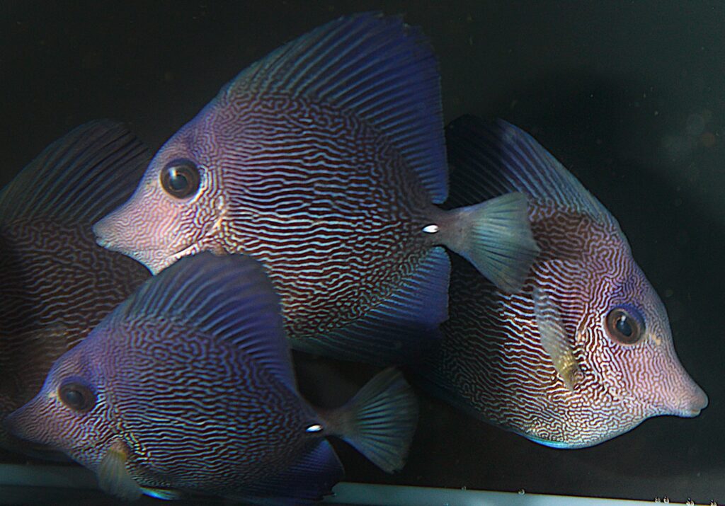  Hybrid Zebrasoma tangs at approximately 2-3" (5-7.5 cm) in size; Image courtesy Surge Marine Life.