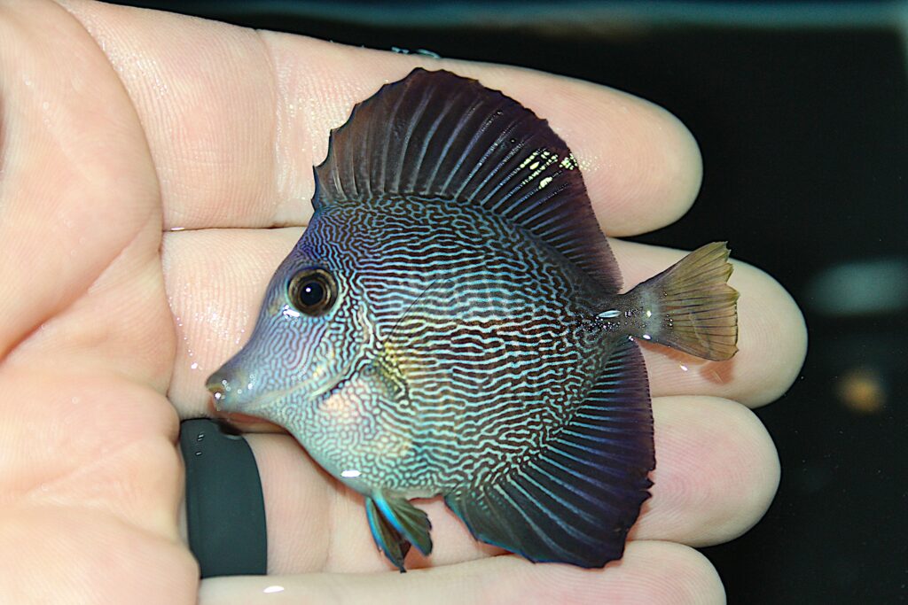  Hybrid Zebrasoma tangs at approximately 2-3" (5-7.5 cm) in size; Image courtesy Surge Marine Life.