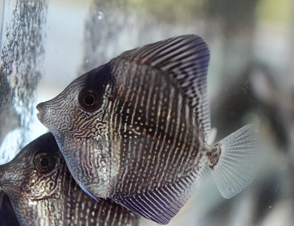 At first, it wasn't clear whether the newly-settled tangs were simply juvenile Zebrasoma scopas or something else.