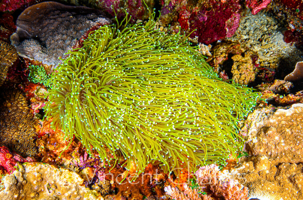 Exploring the Enigmatic Euphyllia glabrescens: The Holy Grail Gold Torch Coral in the Wild