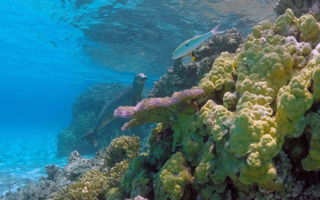 NOAA proposes national marine sanctuary in Papahānaumokuākea