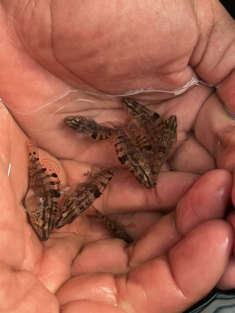 Captive-bred Twinspot Bass, Serranus flaviventris, at 10-weeks old, already about 1.5-2 inches (3.8-5 cm) in length. Image courtesy Bocas Mariculture.