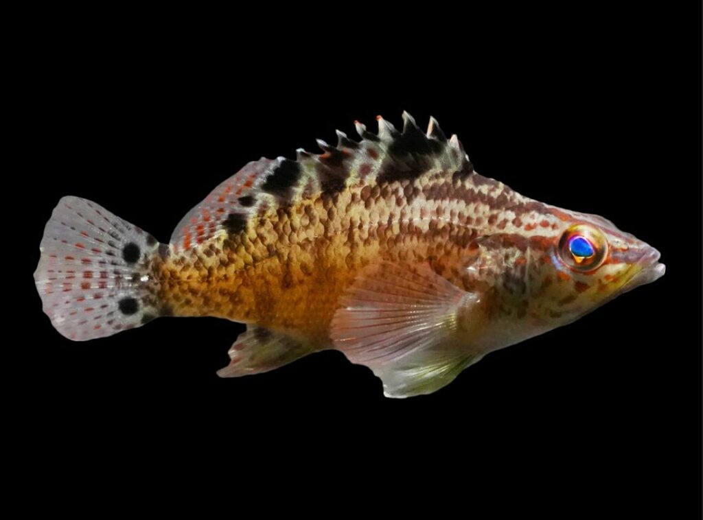 Captive-bred Twinspot Bass, Serranus flavivenris, have been produced by Bocas Mariculture in Panama, and are being distributed into the marine aquarium trade by Quality Marine in Los Angeles, California. Image courtesy Quality Marine.