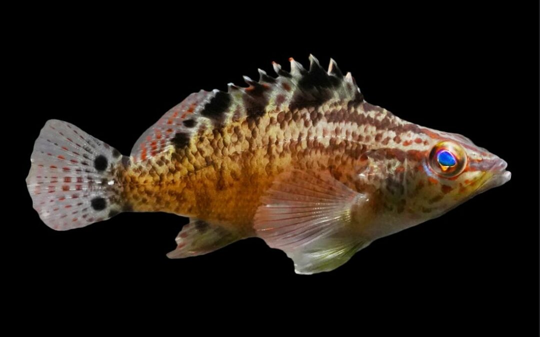 Captive-Bred First: Twinspot Bass, Serranus flaviventris!