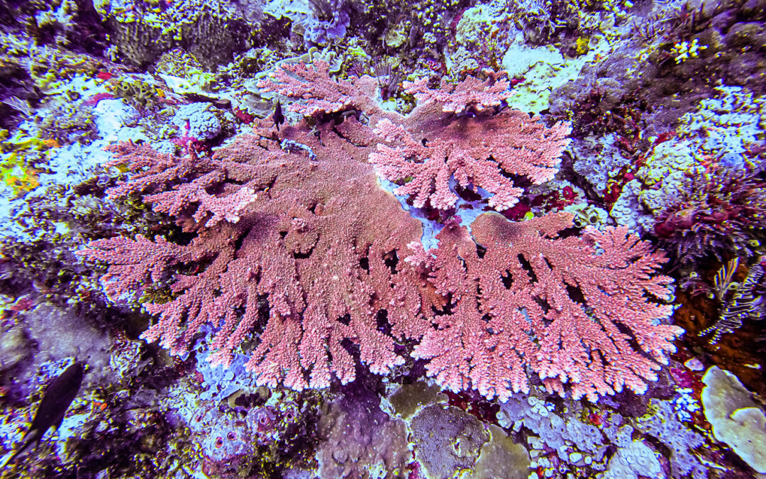 Acropora sukarnoi, the Indo Elkorn