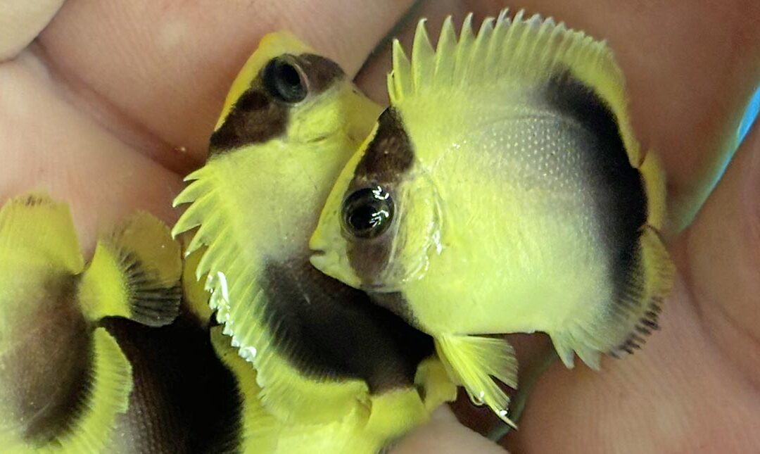Mystery Fish Answer: A New Captive-Bred Angelfish