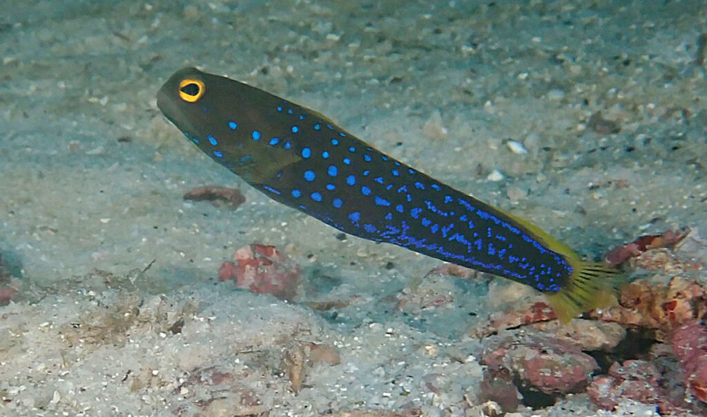 Billy Bensted-Smith is responsible for this image of a jawfish that, to the best of our knowledge, has never been in the aquarium trade. In other words, it is not what you likely presumed it to be. If your first guess is pretty much automatically wrong, then what is this mystery jawfish?!
