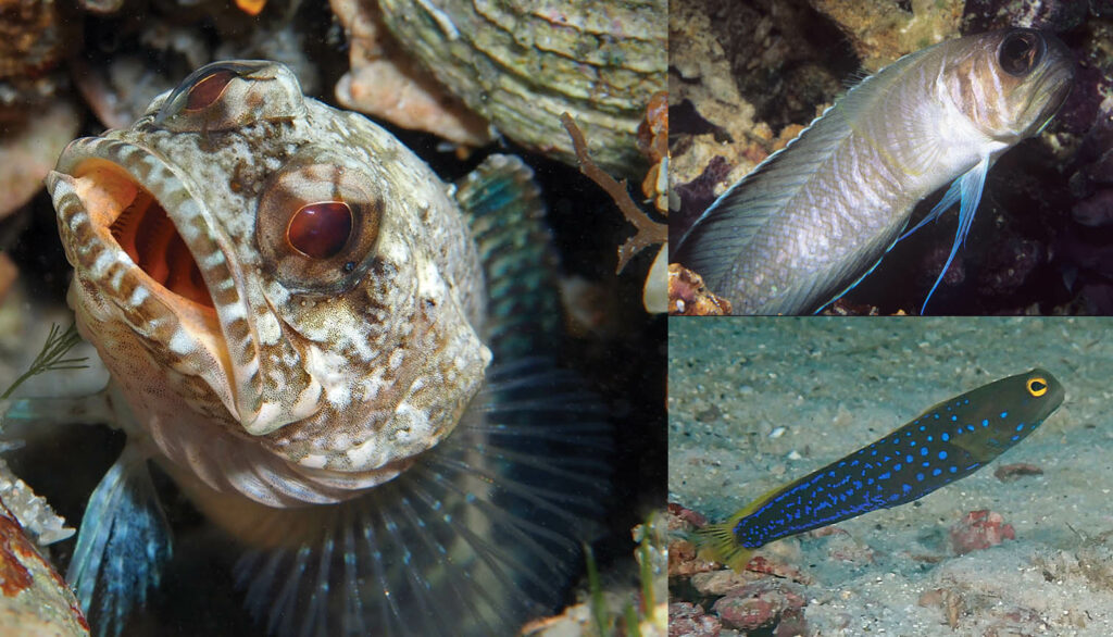 Can you correctly identify these three mysterious jawfishes?