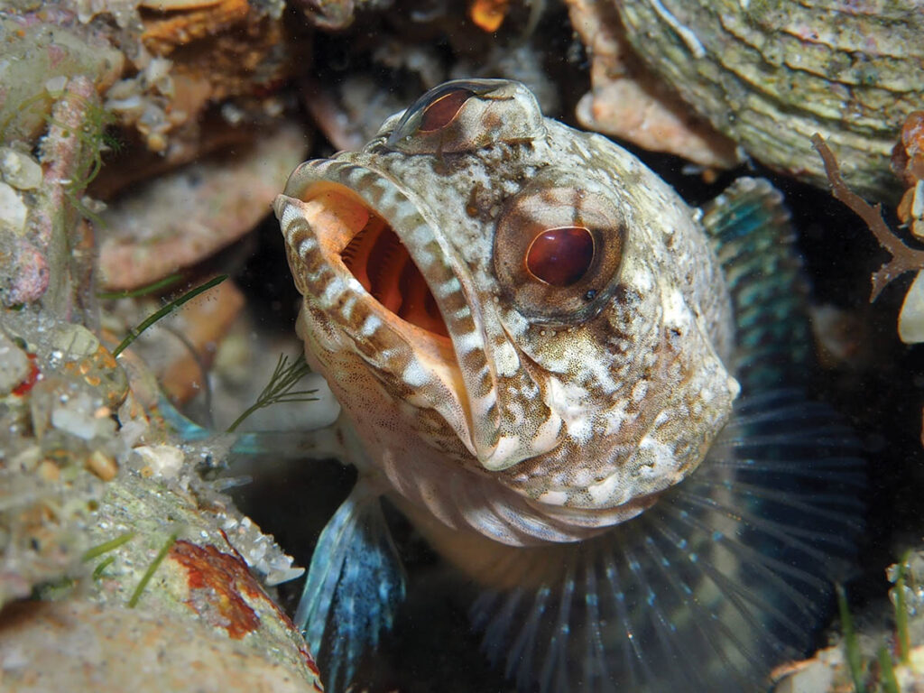 Pauline Walsh-Jacobson captured this engaging image of a jawfish in its burrow. A telltale characteristic that helps distinguish this fish from similar species in its range is visible in this photo.