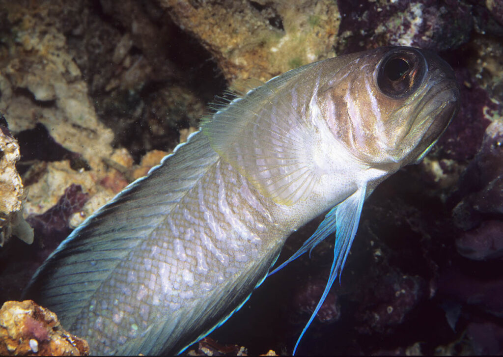 The only member of its genus known to be in the aquarium trade, this jawfish doesn't live where other aquarium fishes are found. Collectors report that they have to make designated trips to a specific habitat in order to gather this species. Photographer Scott Michael was lucky enough to see this one in an aquarium.