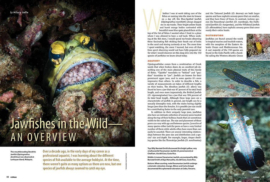 Jawfishes In the Wild--An Overview - by Hilary Jaffe, CORAL Magazine, May/June 2025.