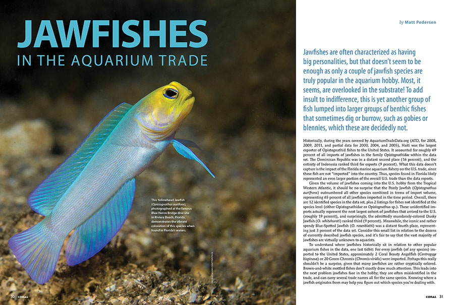 Jawfishes In the Aquarium Trade, by Matt Pedersen, CORAL Magazine, May/June 2025.