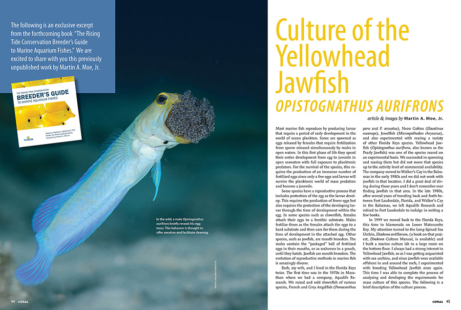 Culture of the Yellowhead Jawfish, Opistognathus aurifrons, by Martin A. Moe, Jr. An excerpt from the forthcoming book "The Rising Tide Conservation Breeder's Guide to Marine Aquarium Fishes." CORAL Magazine, May/June 2025.