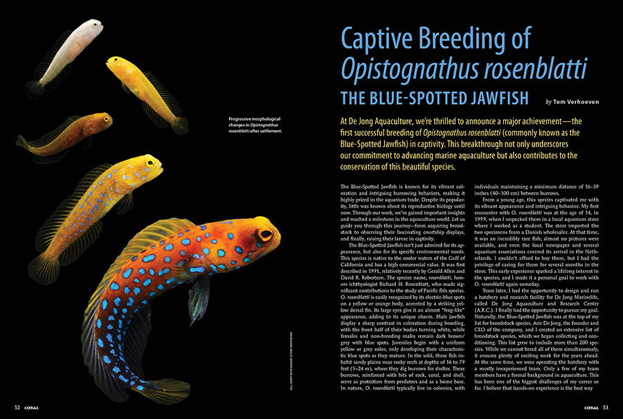 Captive Breeding of Opistognathus rosenblatti, the Blue Spotted Jawfish, by Tom Verhoeven, CORAL Magazine, May/June 2025.