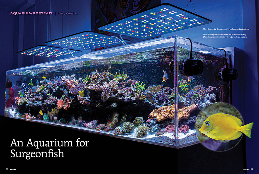 Danilo Ronchi showcases "An Aquairum For Surgeonfishes" created by Pasquale Ruocco, CORAL Magazine, May/June 2025.