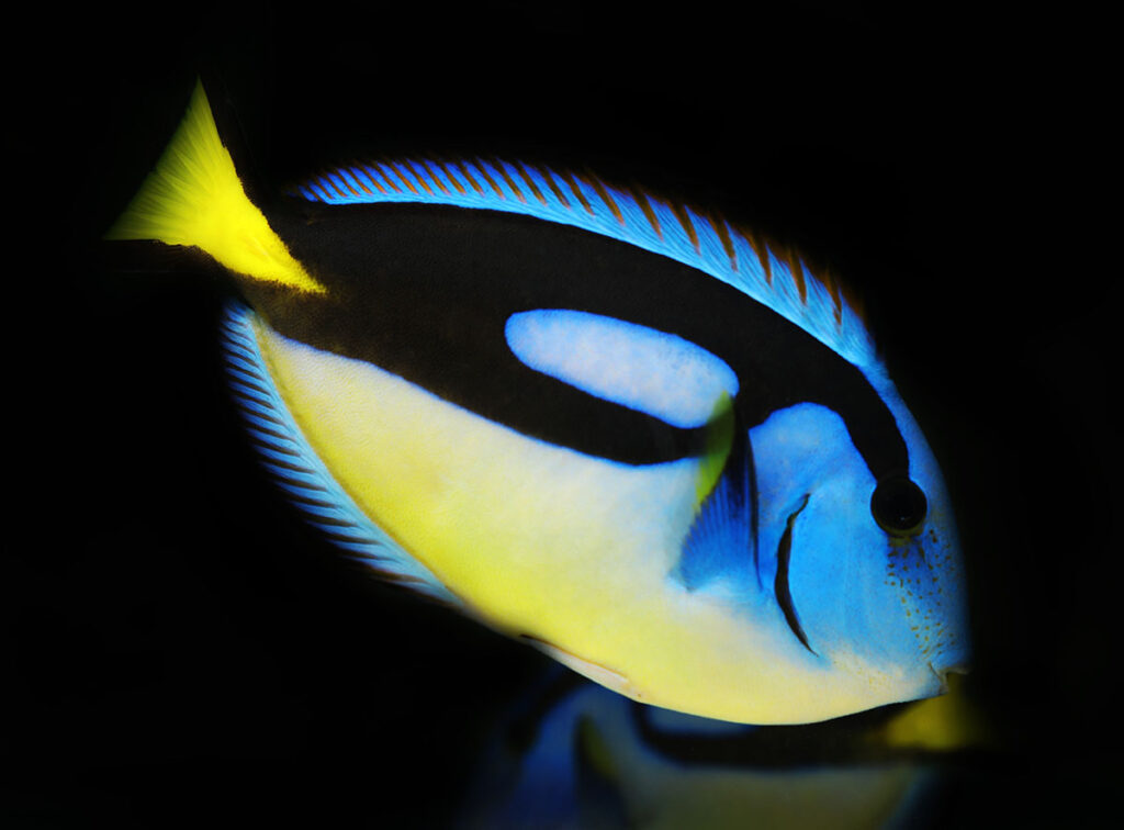 At maturity, the Surge Marine Life tangs will show a bright yellow belly, differentiating them from the Pacific form of the species. Image credit: Pavaphon Supanantananont/Shutterstock.